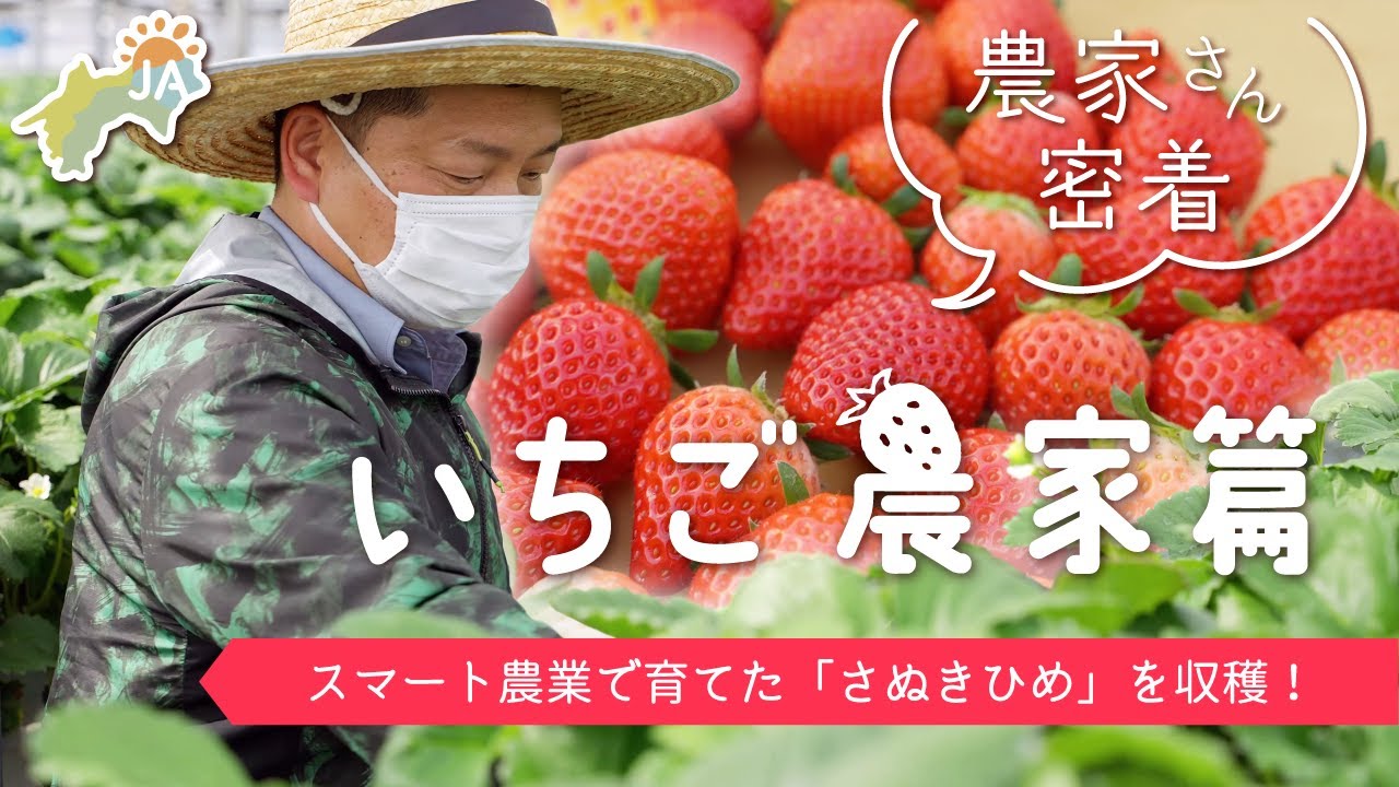 【生産者密着！】 いちご農家篇　～さぬきひめのらくちん栽培～