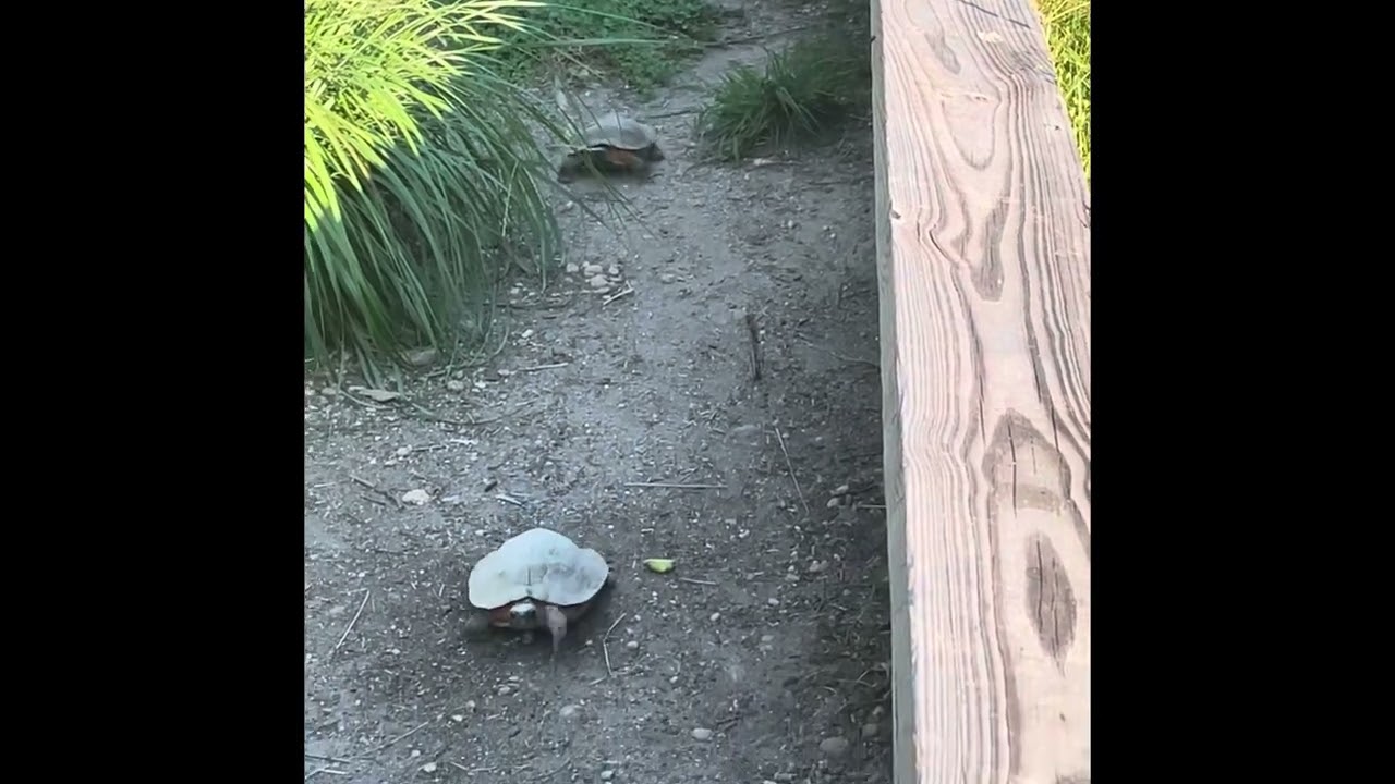 North American Wood Turtle Enclosure. & Nightly feeding