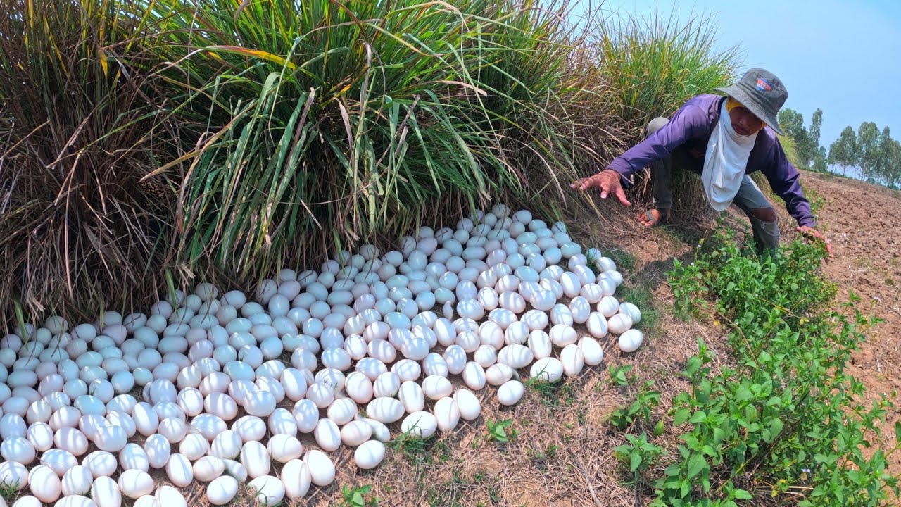 Amazing, A lot of duck eggs in rice field pick by hand Man skills
