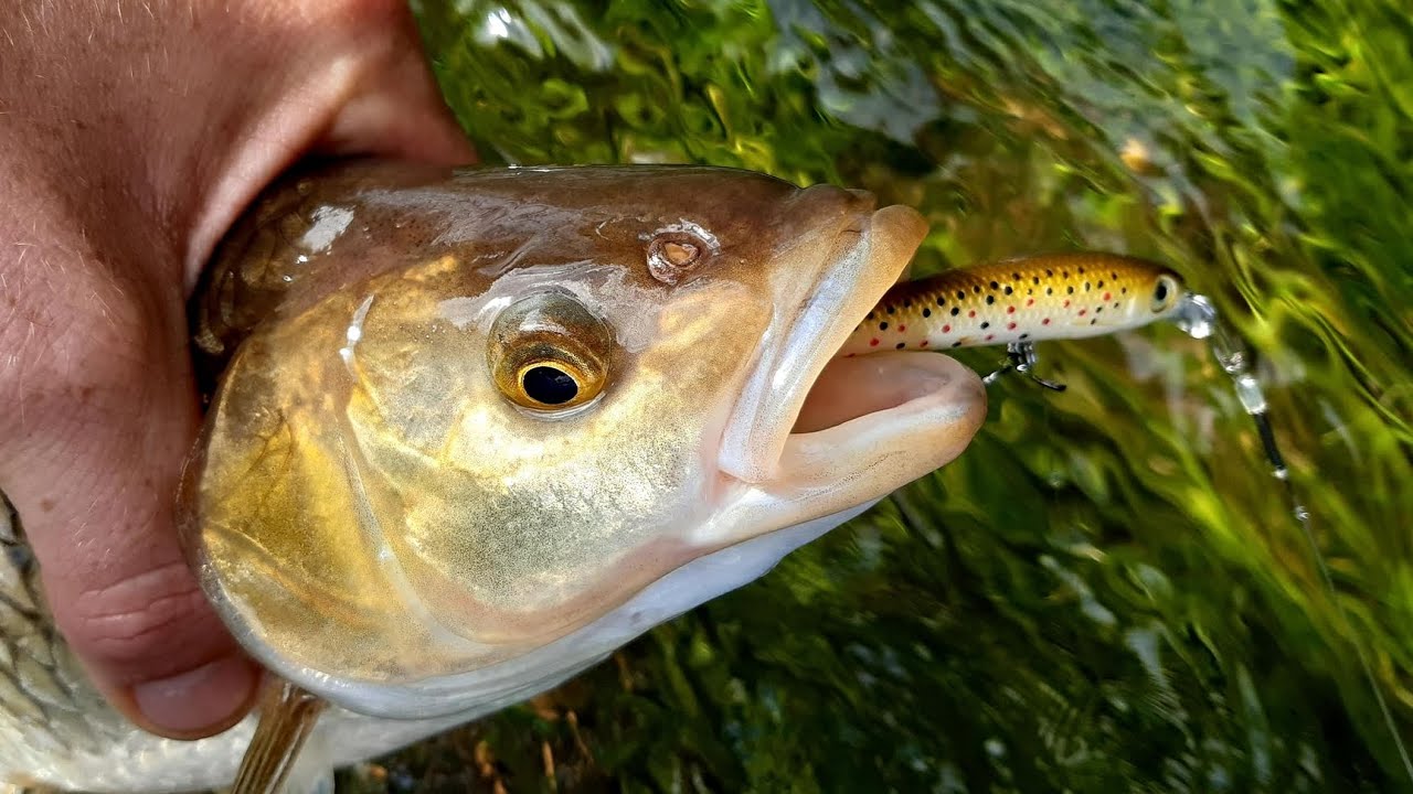 Shallow Stream Micro Cranks and Spoons Get Crushed!
