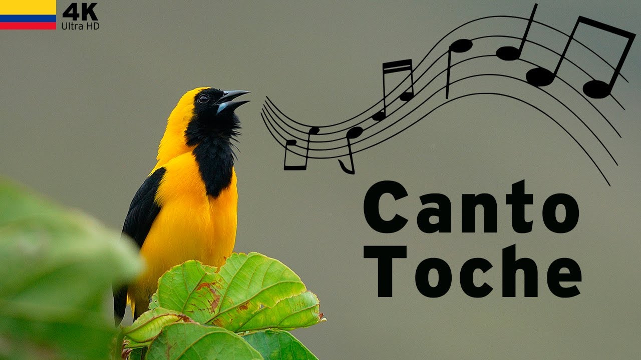El canto del TURPIAL en 4K: El Canto M&aacute;s HERMOSO de Colombia 🎵