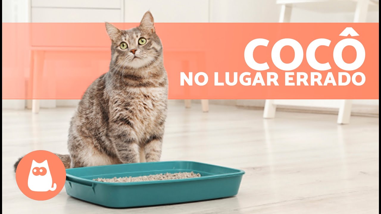 Por que meu GATO faz cocô fora da CAIXA DE AREIA? 🐱💩 (7 Causas e Soluções)