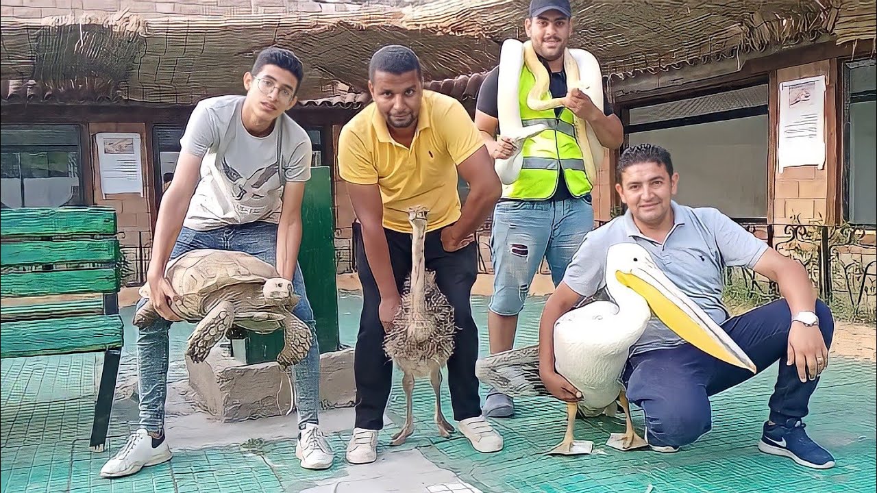 حديقة حيوان أ / رامز اسلام بالاسعار ديابة تعالب غزلان قرود نعام طاووس بجع كبش نيص بغبغانات سناجب و