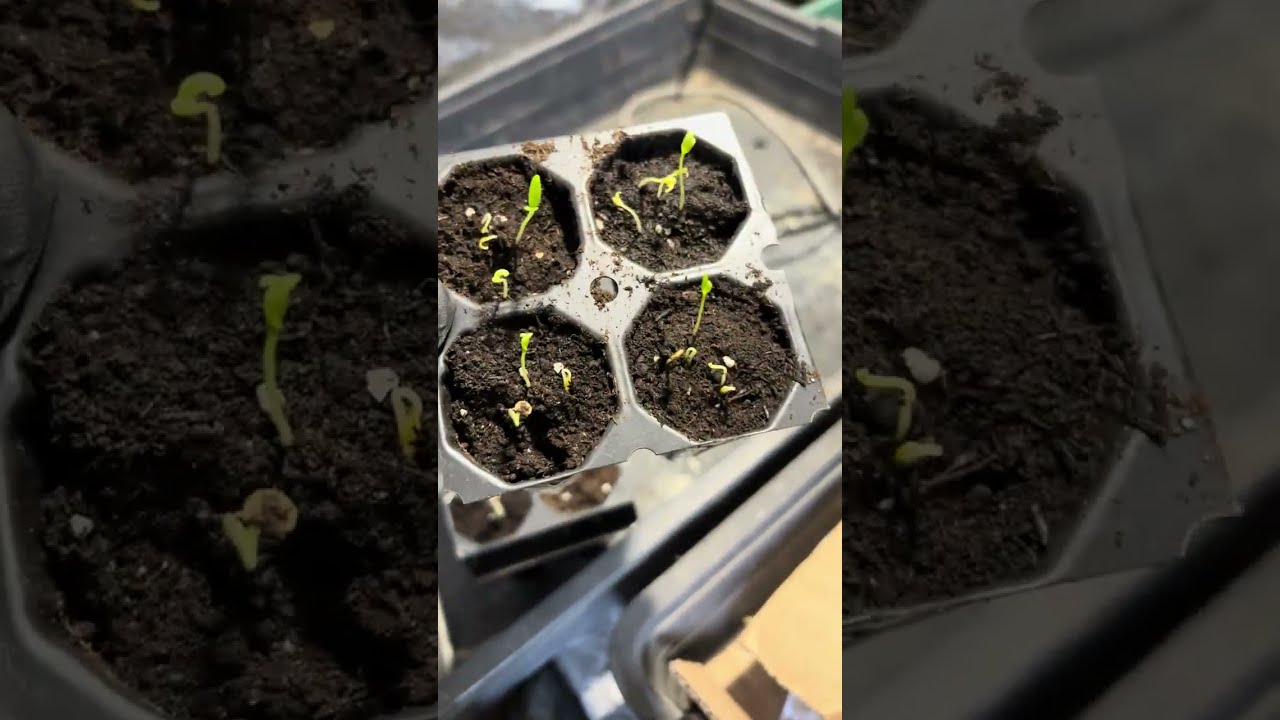 SemiStrani.it - Piantine di Peperoncino appena nate cosa fare ? Temperatura, umidità e lampada