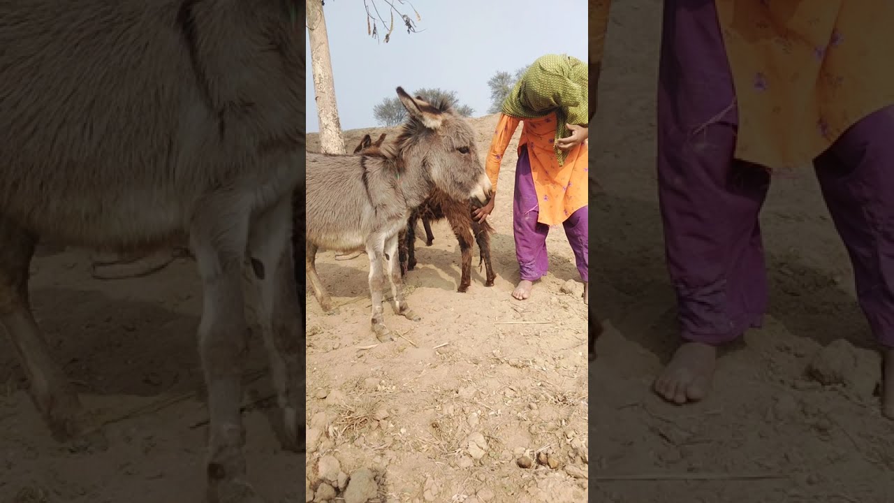 New video donkey funny 🤣🤣