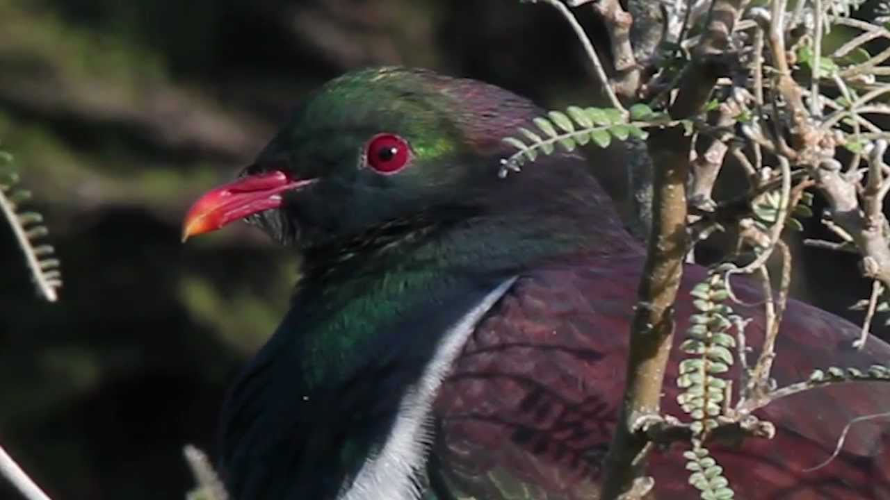New Zealand's Native Pigeon - Kereru