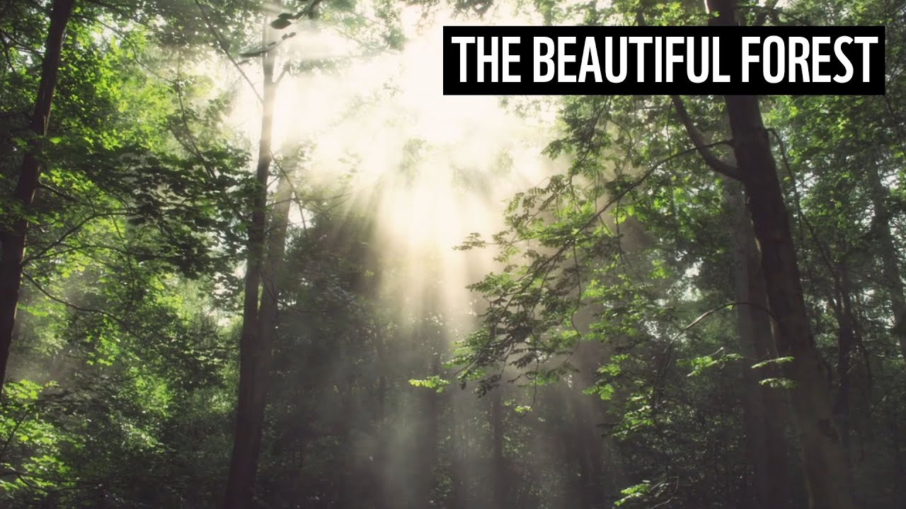 The Beautiful Forest | WWF