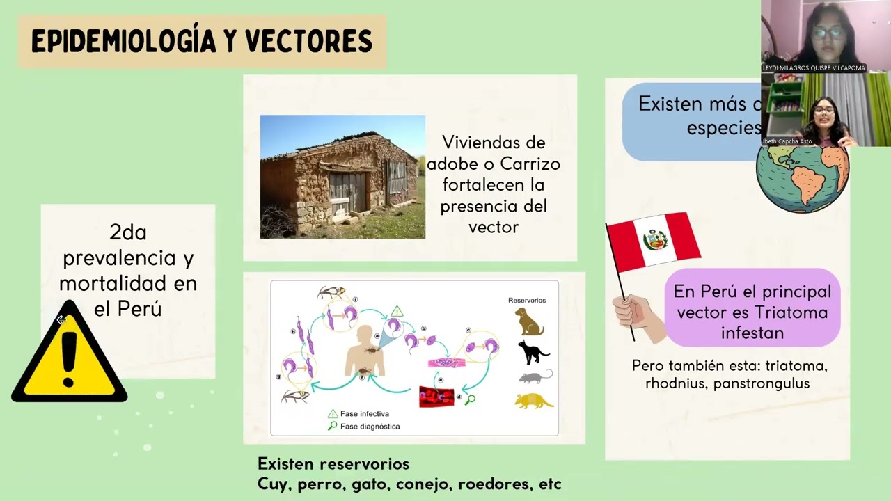 Trypanosoma cruzi CICLO BIOLOGICO