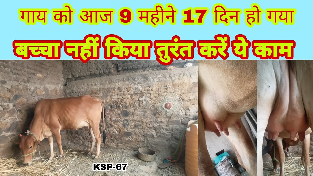 गाय 9 महीने 17 दिन हो गया बच्चा नही दिया|gaay nau mahine satrah din bachcha nahi|pregnant cow|KSP-67