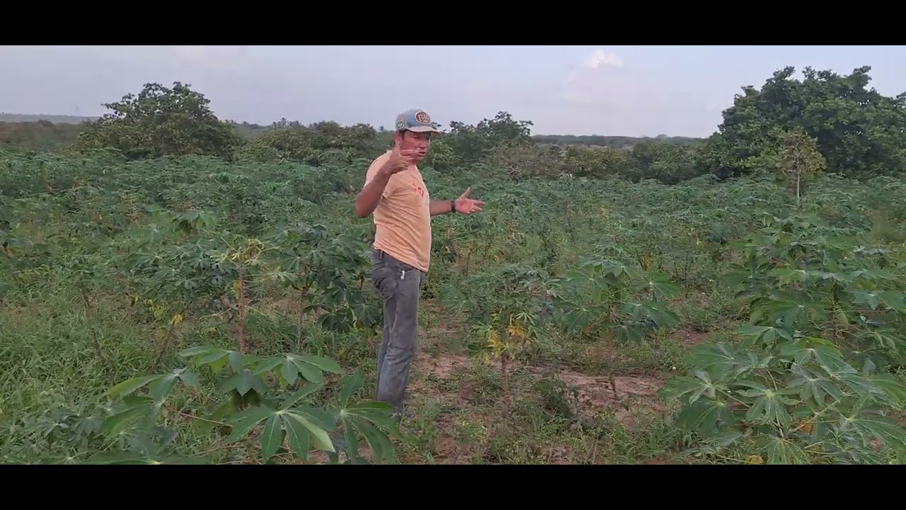 Almir.🌴 pergunta ao seguidor quanto tá a diara em cada região🌴🌵🌲🪾