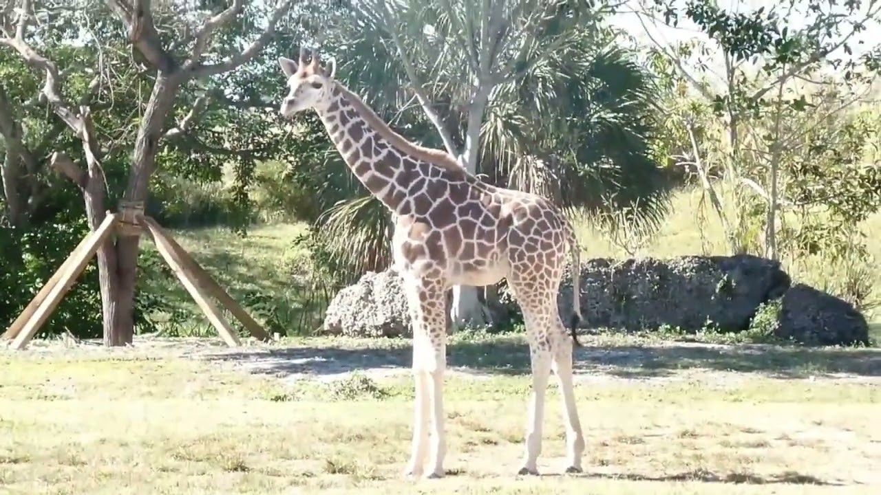 Zoo Miami - 2017