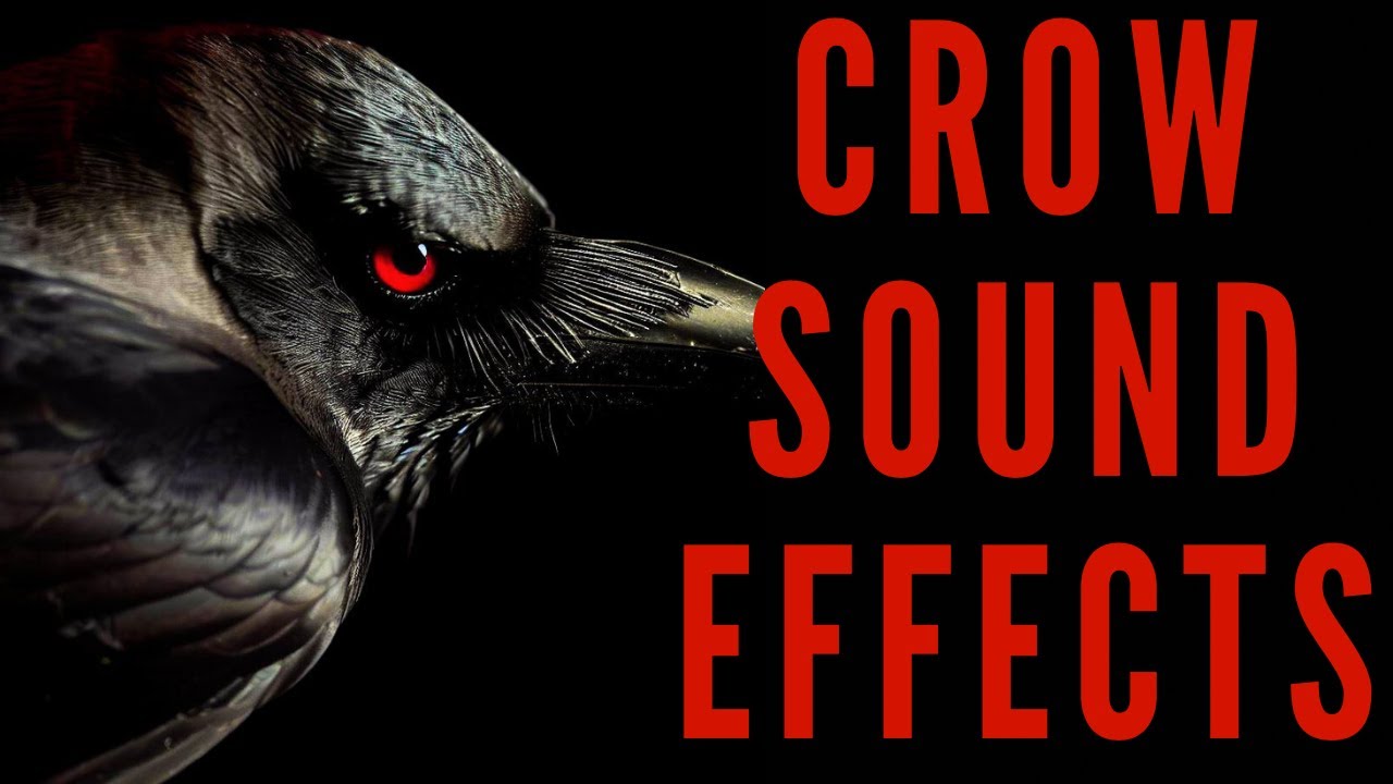CROW SOUND EFFECTS - Crow Sound | maktub_ytv