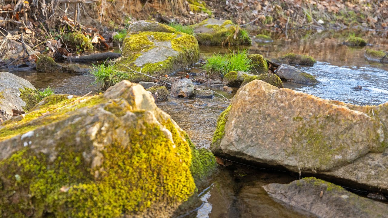 Mossy Forest Creek – Gentle Stream Sounds for Relaxation, Study & Sleep