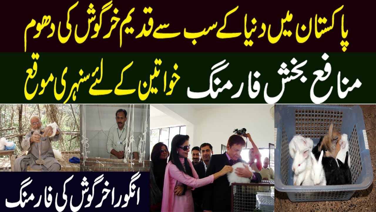 Angora Rabbit Farming in Pakistan | Angora Farming Business|| Angora Rabbit ||