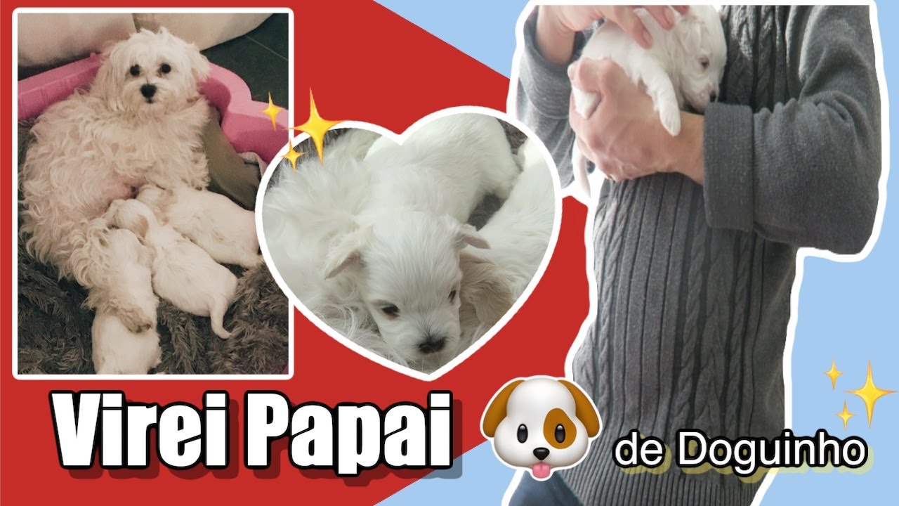VLOG GANHEI UM CACHORRINHO 🐶 I Osvaldo Junior