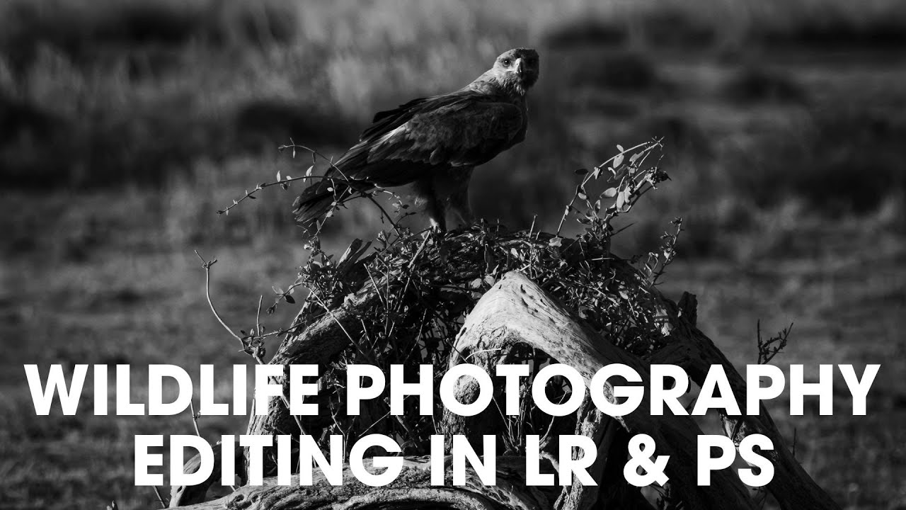 Wildlife Photography  Editing in Lightroom & Photoshop