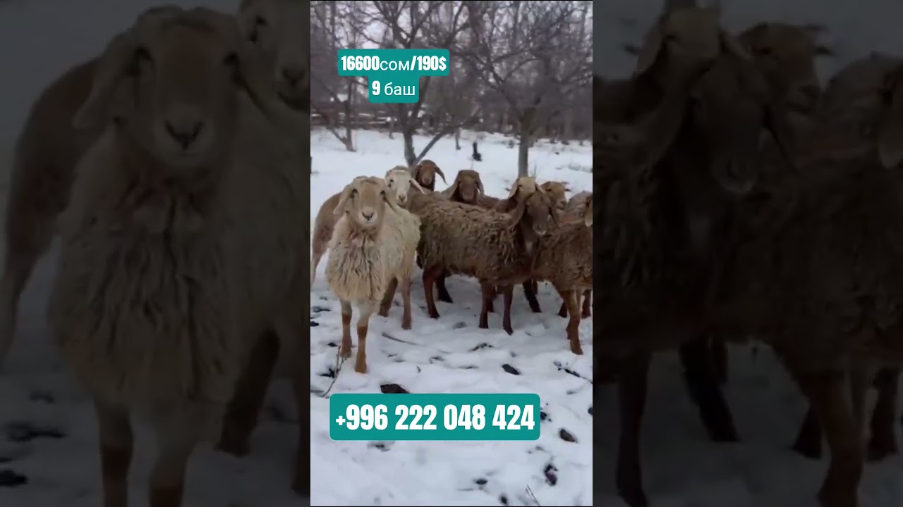 9 баш козу сатылат баасы 16600 дон соодасы бар Адрес: Таласта0222048424
