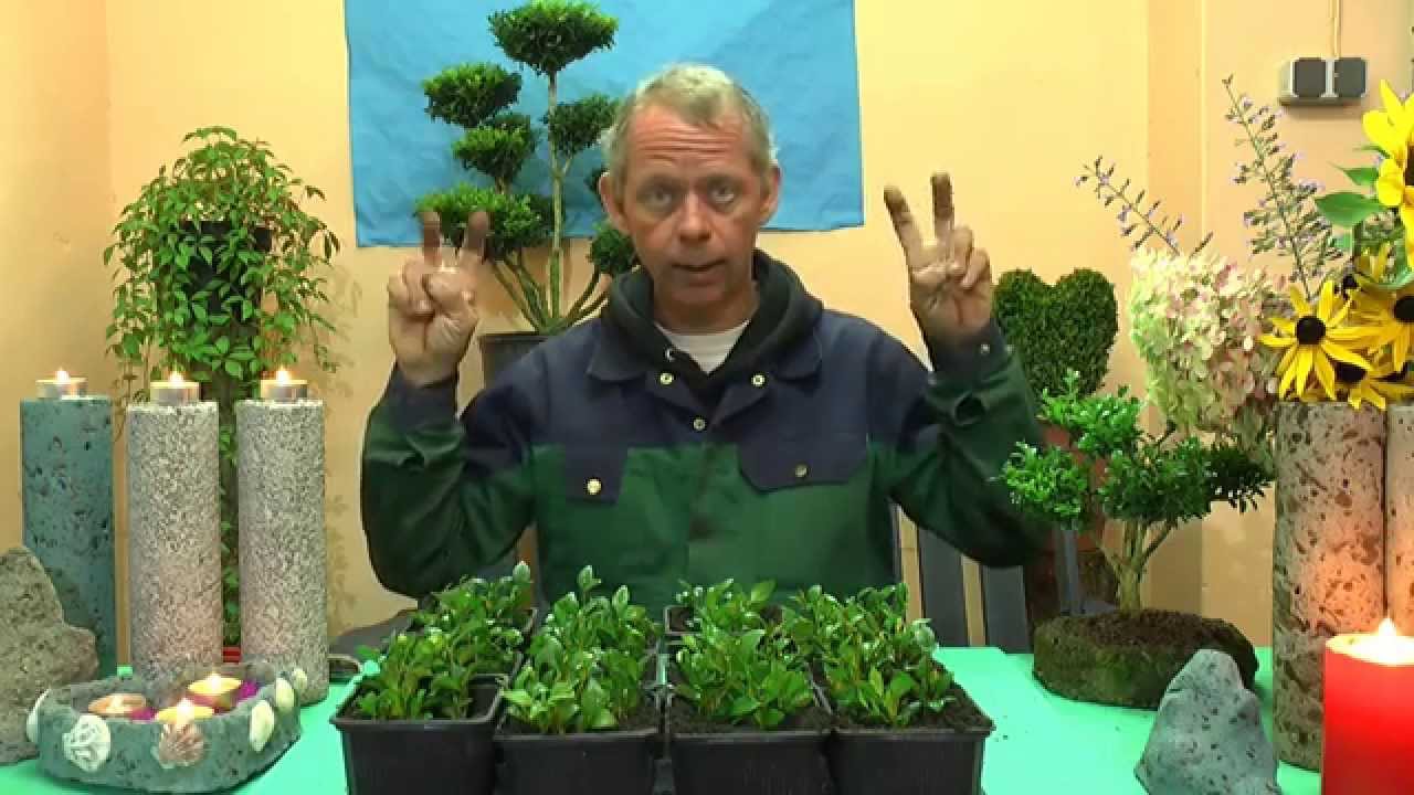 Buxus Buchsbaum Stecklinge Anleitung vom G&auml;rtner