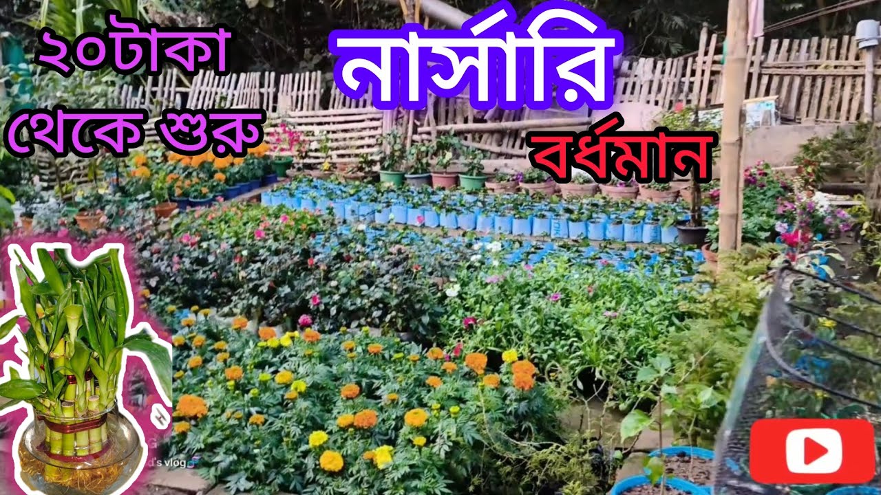 #⭕বিখ্যাতplants শ্রীহরি নার্সারি🍒🎍||জলের দামে পাবেন চারা গাছ😱||Nursery plants 🎍🍒