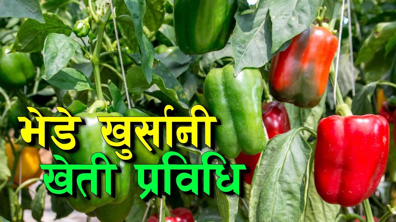 भेडे खुर्सानी सजिलो खेती प्रविधि || Capsicum Farming in Nepal ||
