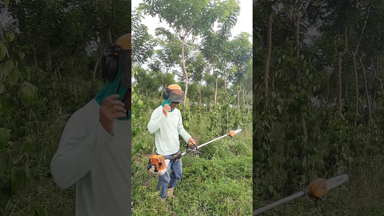 Facilidade na poda de gliricidia