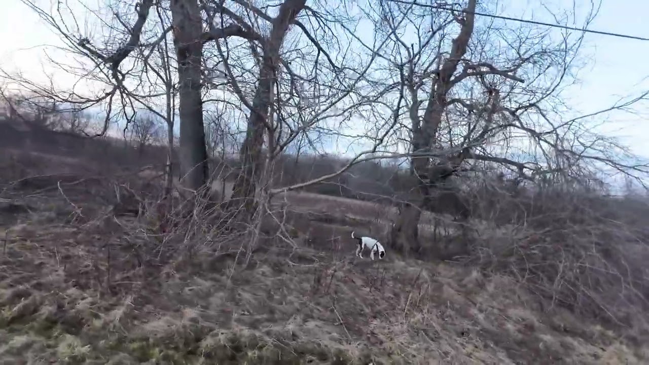 Take a Walk with Me and My Dog thru a Lorain County, Ohio Park. #ohio #winter
