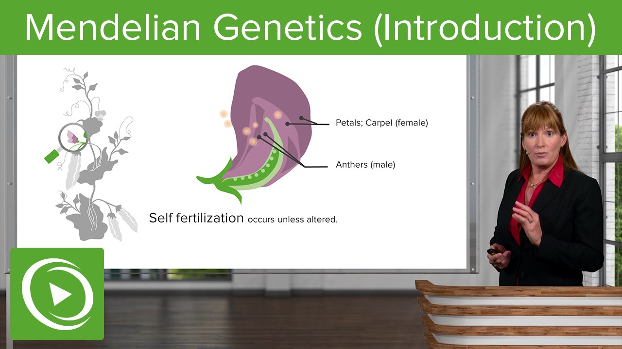 Mendelian Genetics: Introduction & Fertilization– Genetics | Lecturio