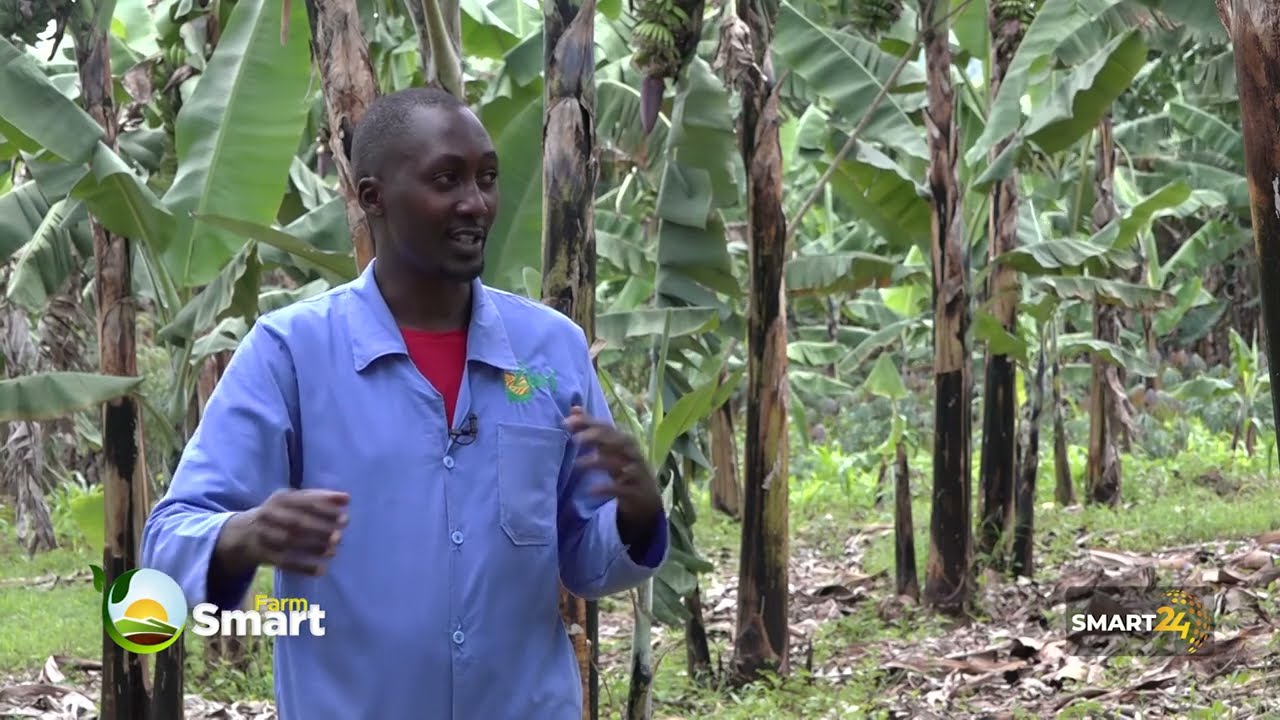 Earning Millions Through Matooke (Banana) Farming With Dr. Magie Kigozi & expert Josh Achikiriza