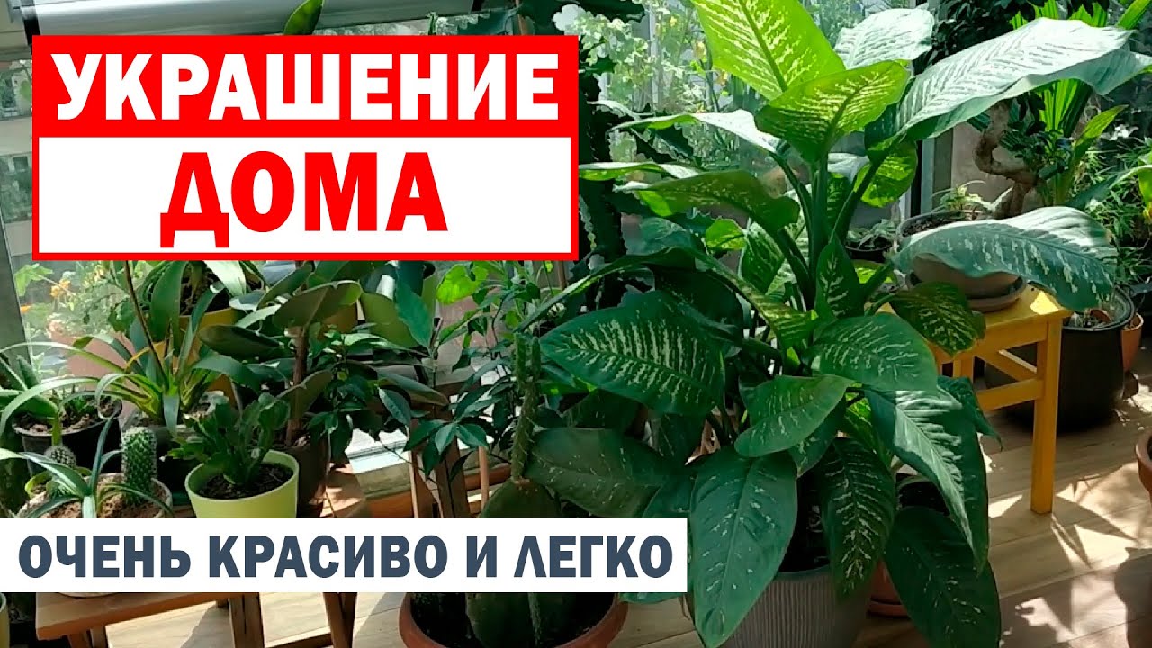 Посадите, не пожалеете! Неприхотливая, красивая, сильная диффенбахия! Уход в домашних условиях