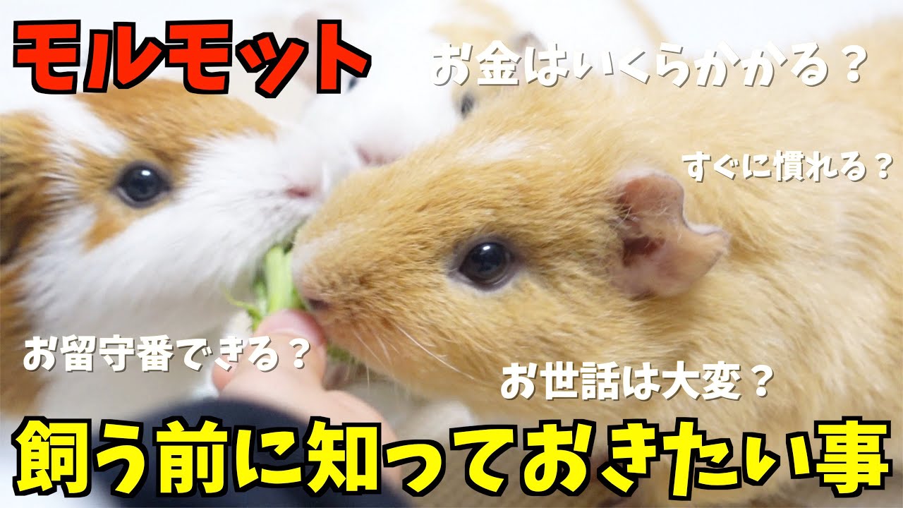 【モルモット】飼いたくなったら見て欲しい心得とは？