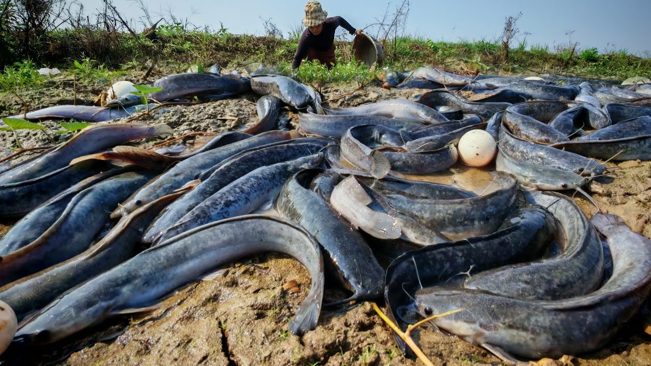 Amazing fishing - a man catch a lot of fish and pick eggs in grass in mud water in rice field