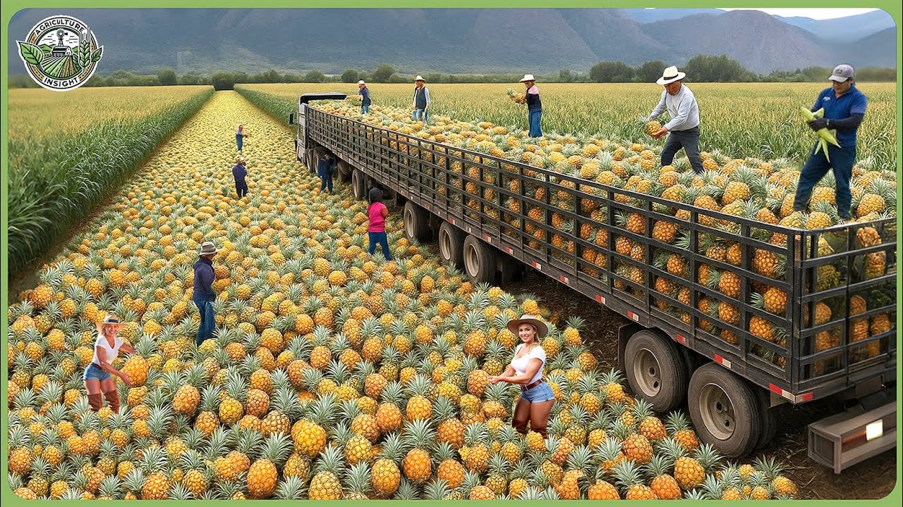 Greatest Fruits Harvest  2025 &ndash; Farmers Haul Millions of Tropical Fruits In Biggest Harvest Ever