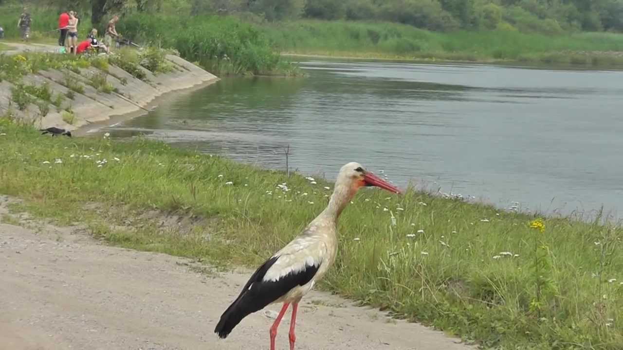 #Laikmeciofaktai. Pra&scaron;inėjantis gandras prie Skirvytės