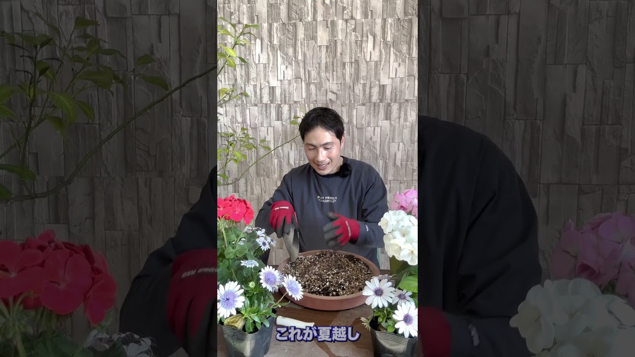 【オステオスペルマム】花数が爆発的に増えます！ #園芸 #ガーデニング #お花
