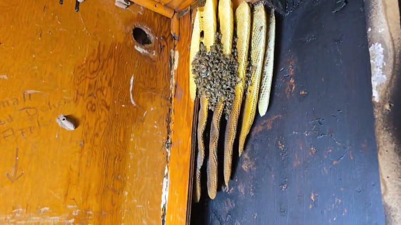 Nutzo Killer Bees [Повтор прямой трансляции]