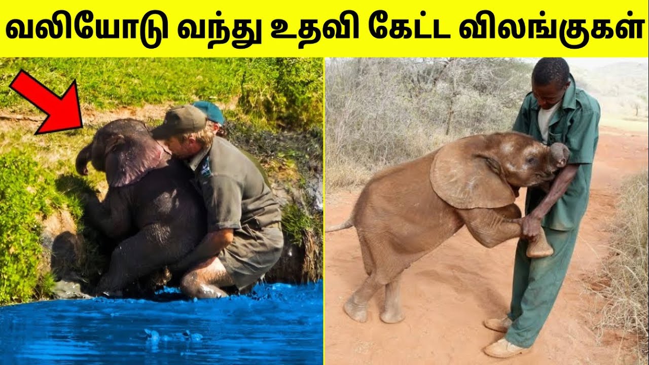 மனிதனிடம் உதவி கேட்ட விலங்குகள் #7 | Animals That Asked People For Help Tamil | TAMIL AMAZING FACTS