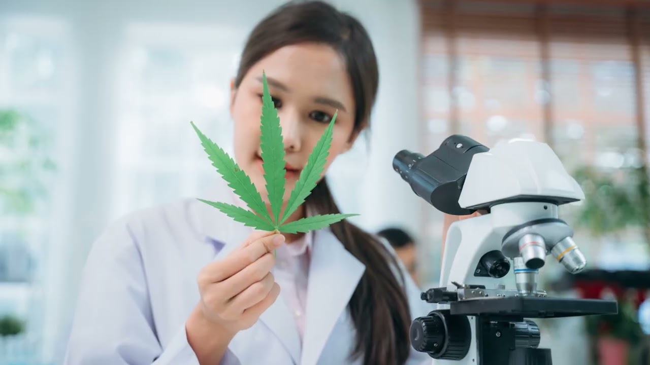 GENETIKA CANNABISU A PRITOMNOST