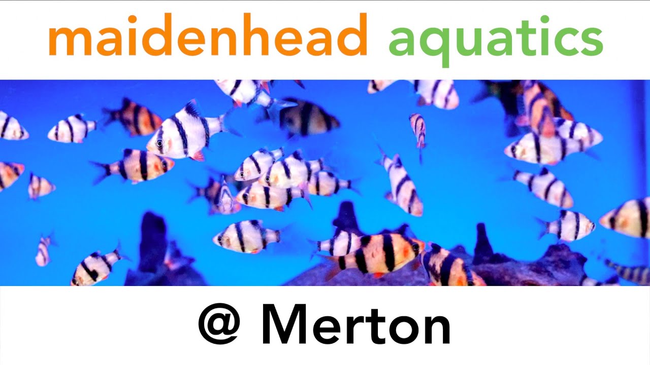 Maidenhead Aquatics @ Merton