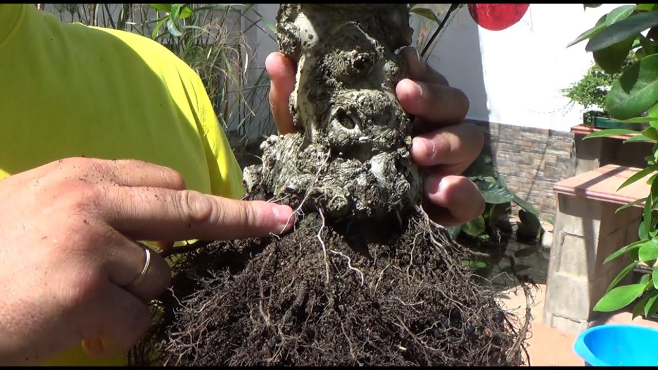 Trasplante pyracantha coccinea fuera de fecha