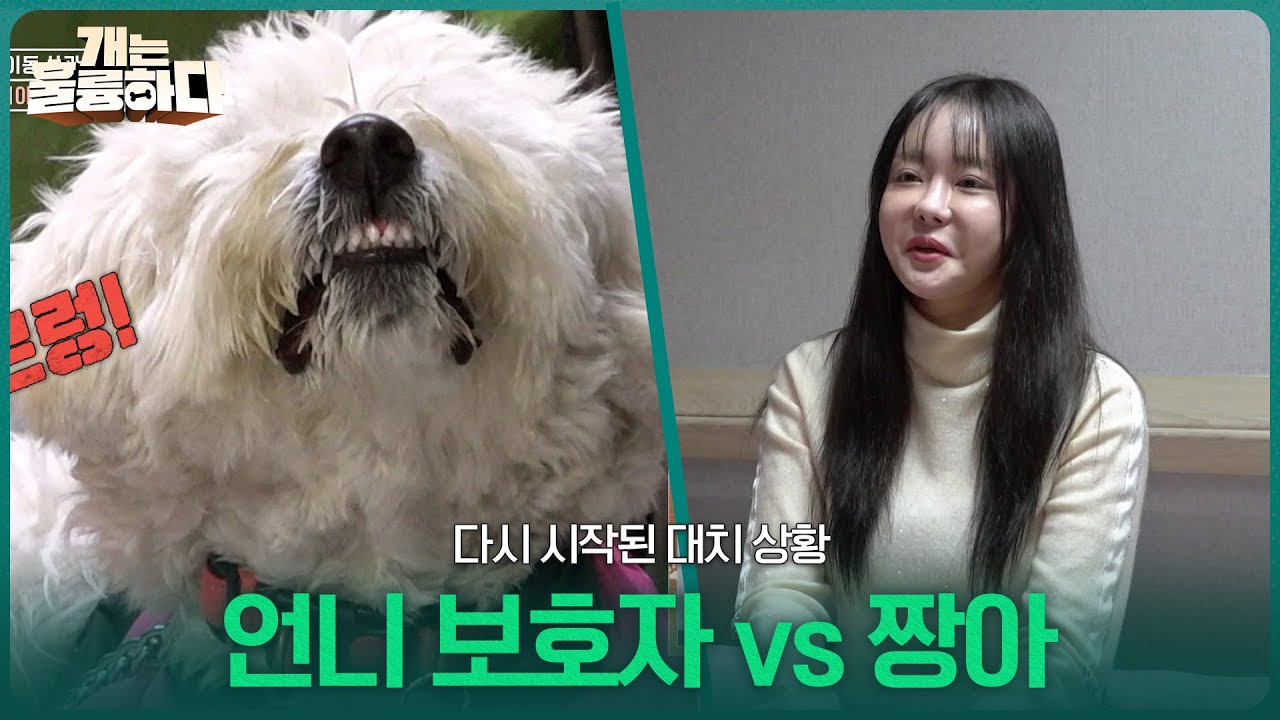 언니 보호자 vs 짱아 다시 시작된 대치 상황 [개는 훌륭하다] | KBS 260126 방송