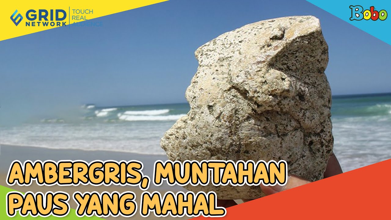 Fakta Menarik Ambergris, Muntahan Paus yang Mahal