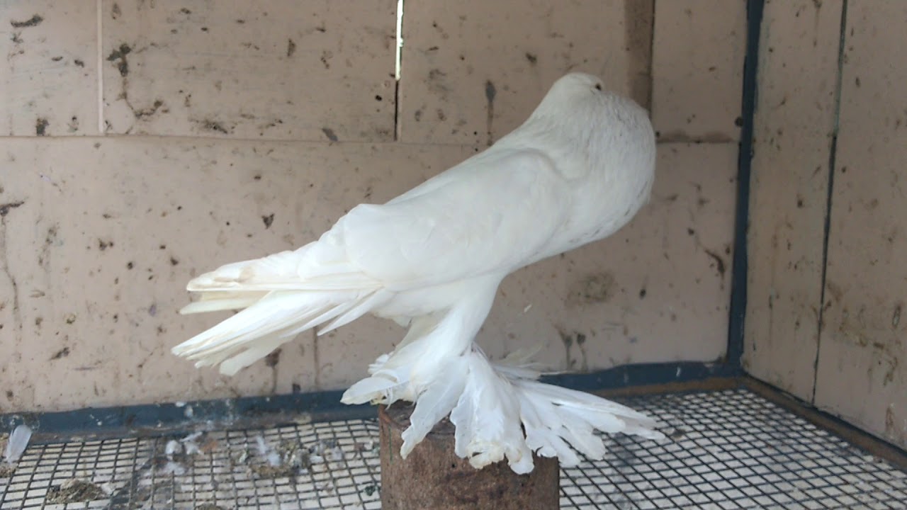 Born Pigeon  Pomeranian pouter female