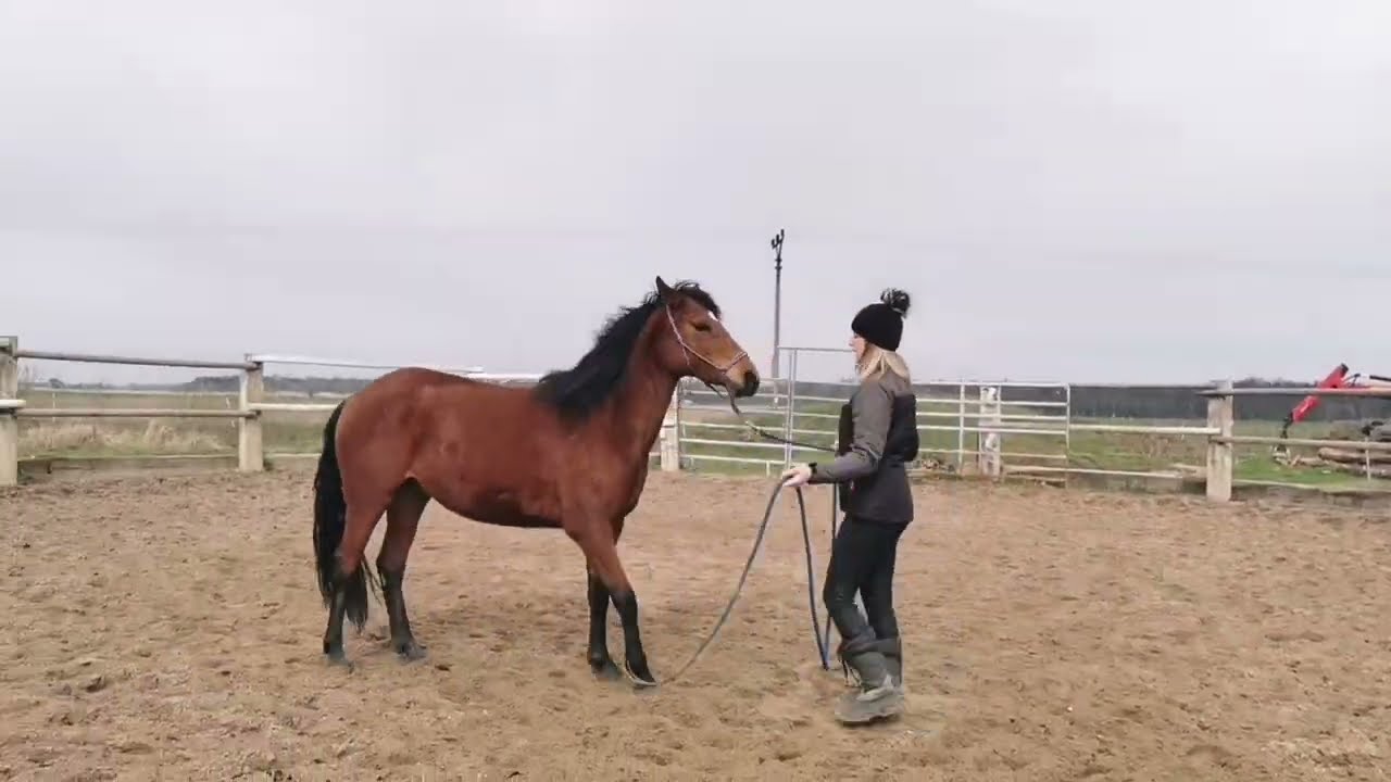Brownie 01 - Práce ze země s mladým koněm, colt starting