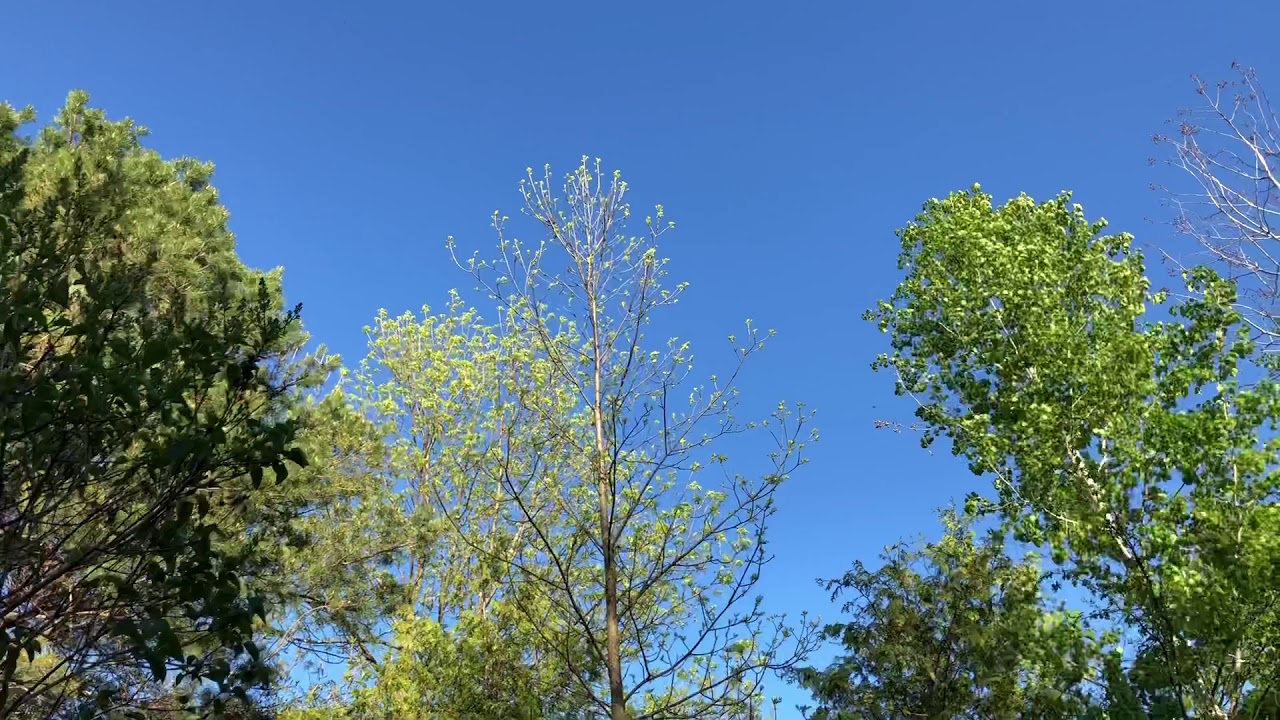 Sunny spring afternoon in Canada, with nature sounds! [Nature Ambience]