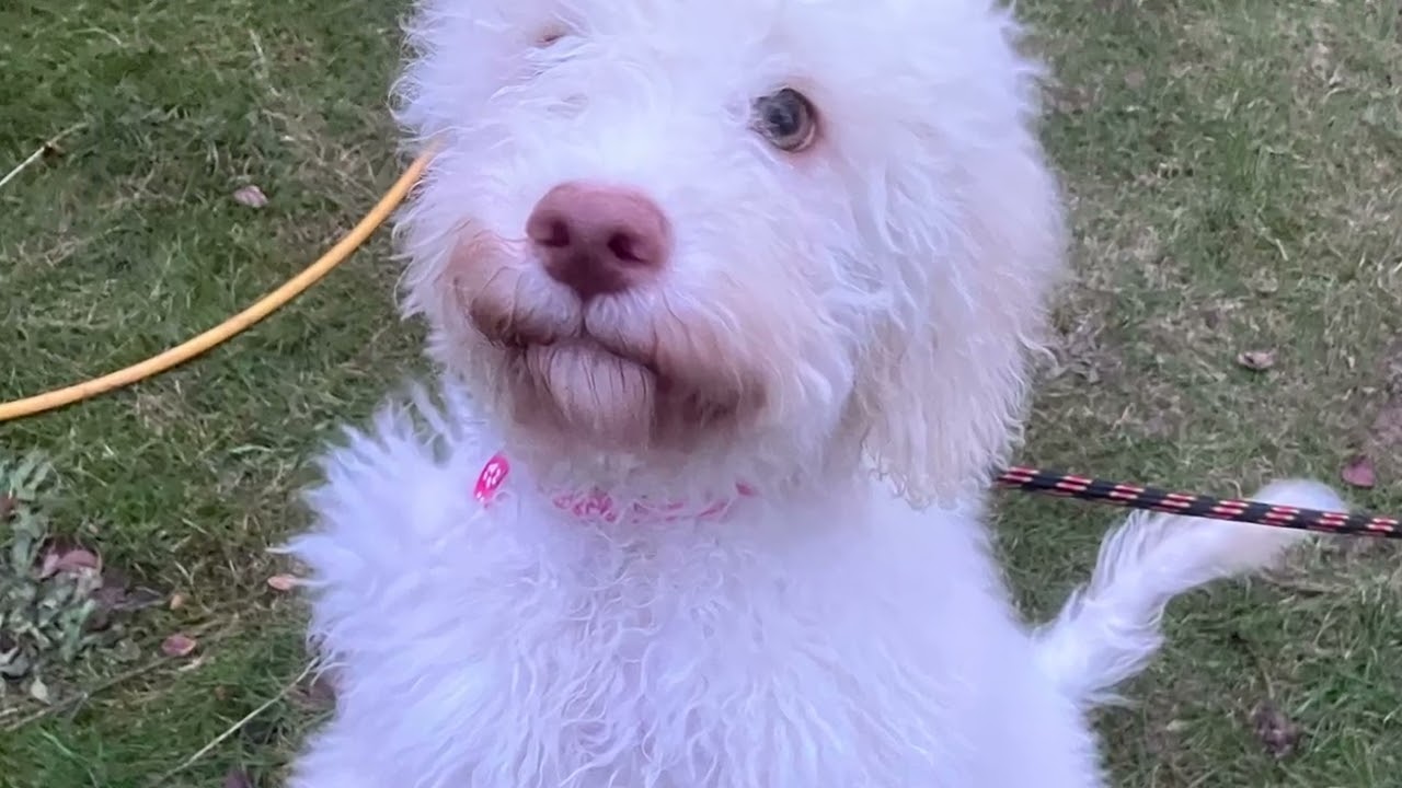 The beautiful Little Miss Pinky Lagotto - a day in the life of waiting for my forever home 😊