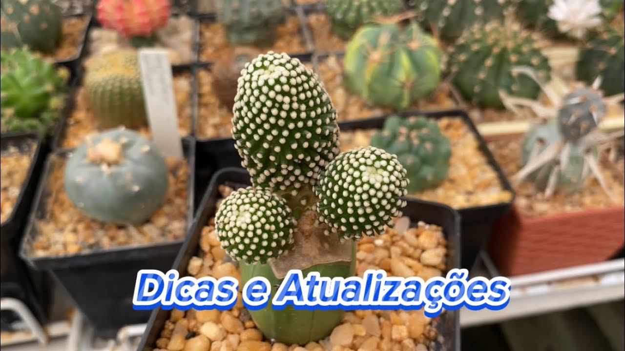 Algumas Dicas e Atualizações no Cultivo dos Cactos 🌵