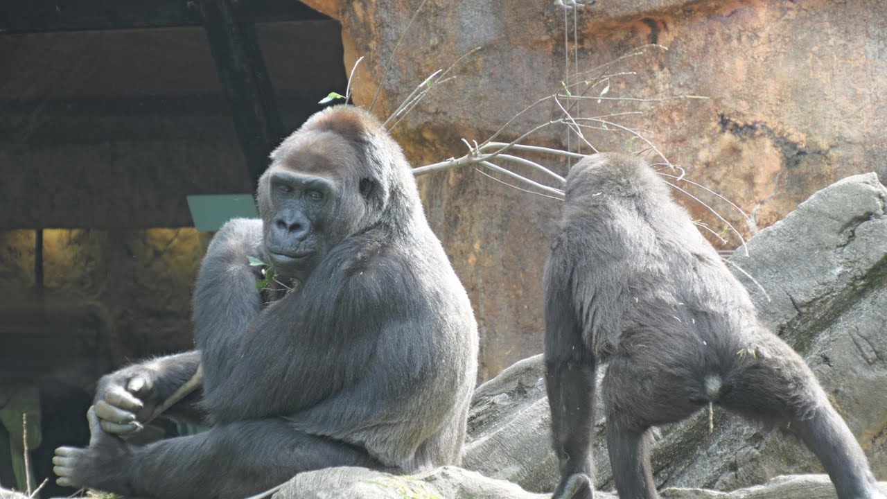 寝ているモモコが釣ったのはスモモ　上野動物園　ゴリラ　202511