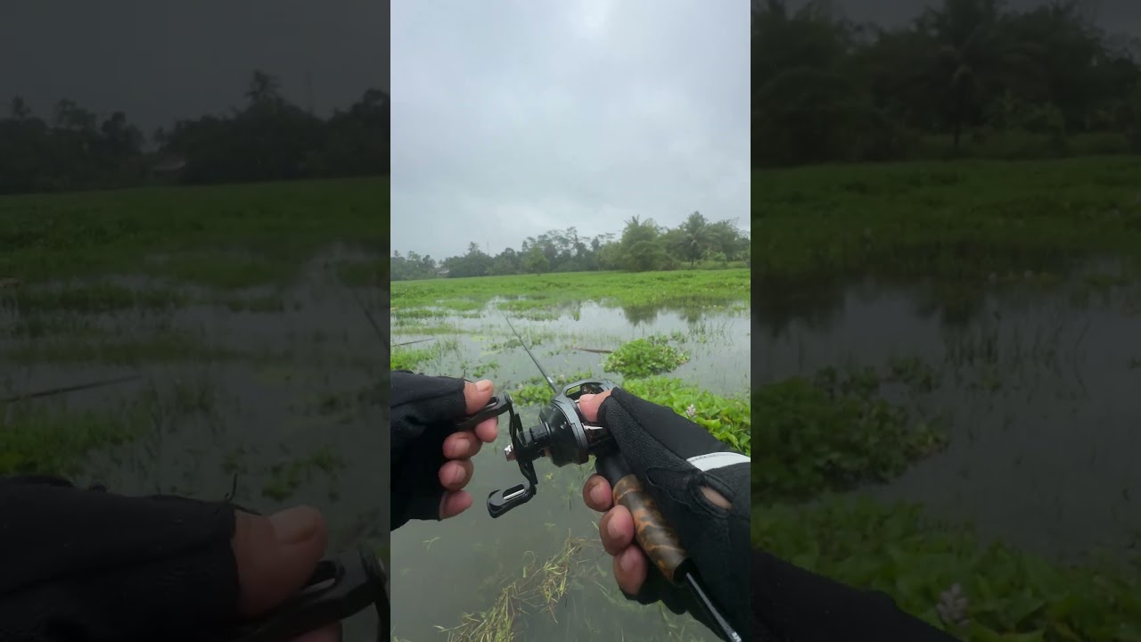 Casting gabus pakai joran bc ultralight 