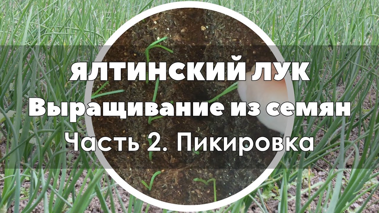 🌱 Выращивание ялтинского лука через рассаду в Удмуртии | Часть 2 Пикирую рассаду