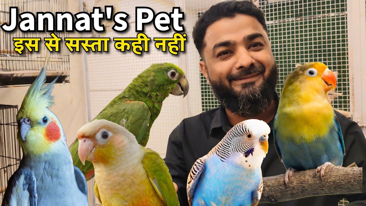 Cheapest Birds india | Pet Shop Price Video 2026 | Budgies Conure Cockatiel Lovebirds | Mumbai